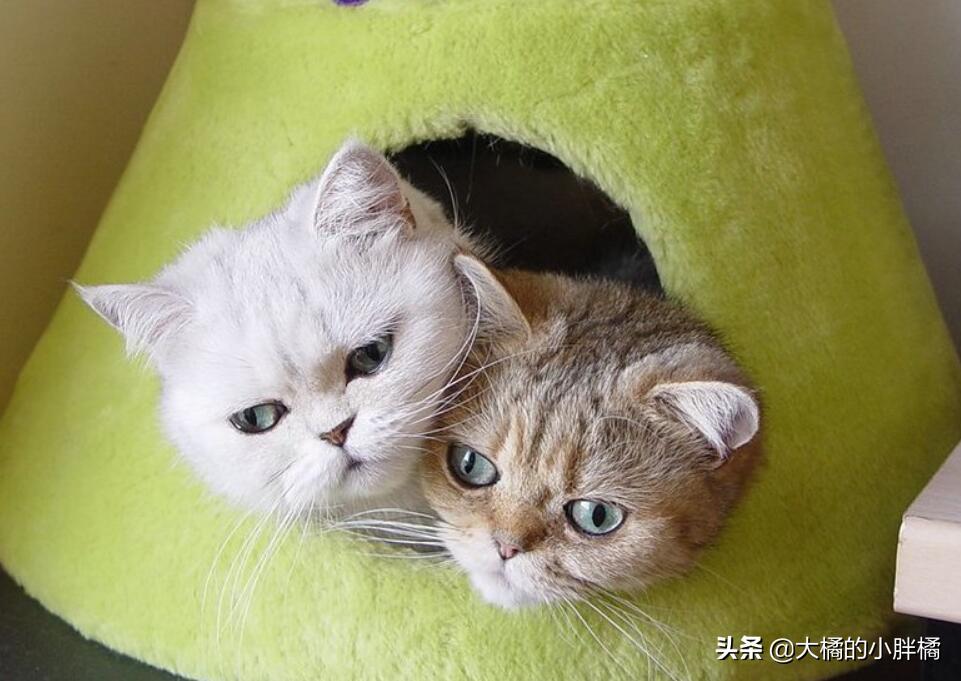 猫猫忧伤时是什么状态,猫伤心的时候是什么