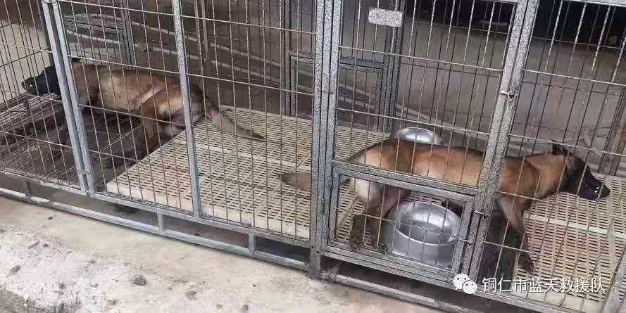 两搜救犬疑被毒死什么情况？贵州铜仁蓝天救援队两只搜救犬被毒死