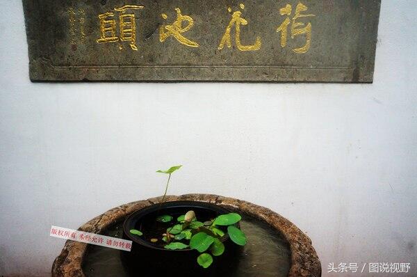 杭州千年古莲再次开花是怎么回事，关于为什么千年古莲能开花的新消息。