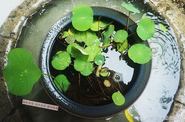 杭州千年古莲再次开花是怎么回事，关于为什么千年古莲能开花的新消息。