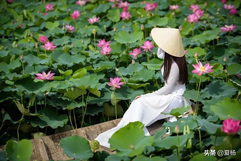 杭州千年古莲再次开花是怎么回事，关于为什么千年古莲能开花的新消息。