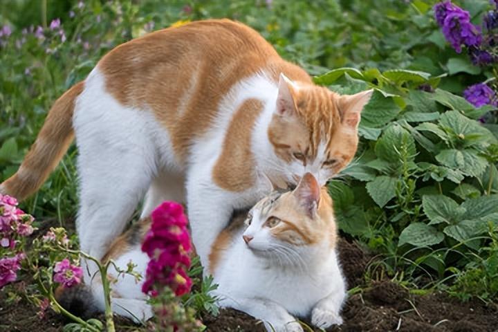 男子吹口哨附近流浪猫秒集结,究竟是怎么一回事?