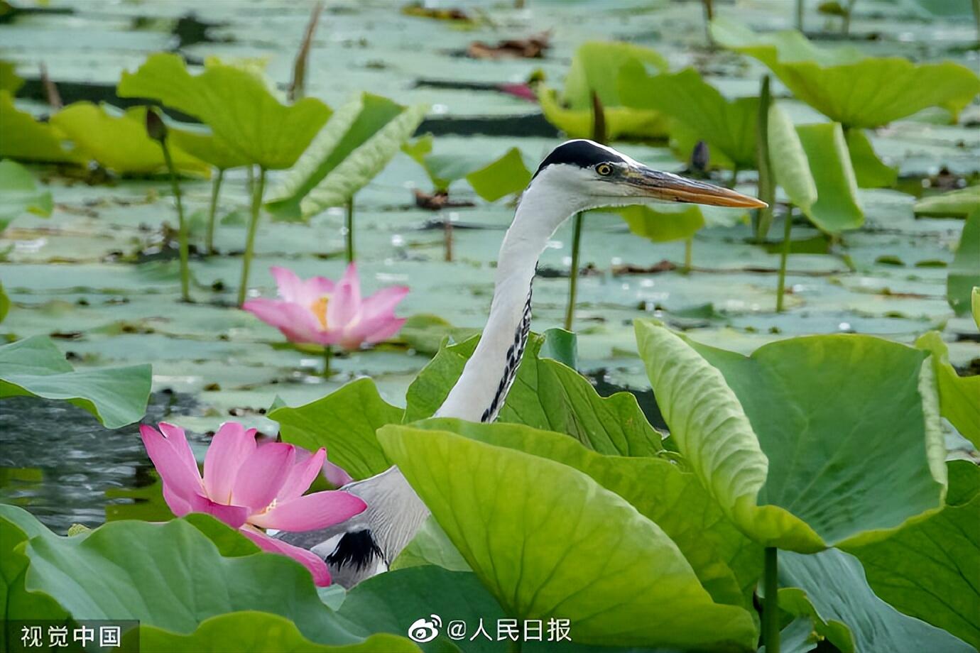 圆明园的荷花开了是怎么回事，关于圆明园的荷花开了吗的新消息。