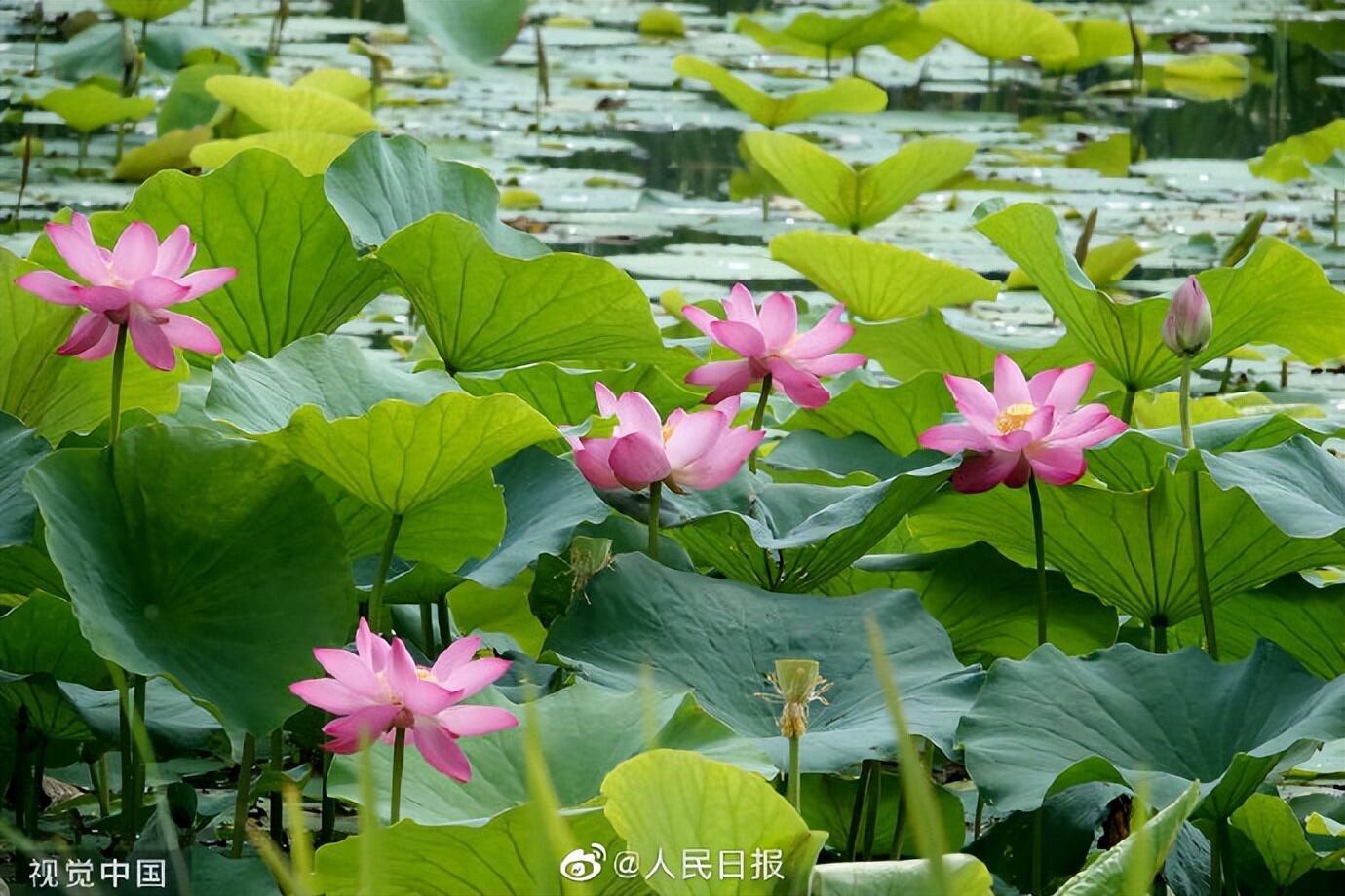 圆明园的荷花开了是怎么回事，关于圆明园的荷花开了吗的新消息。