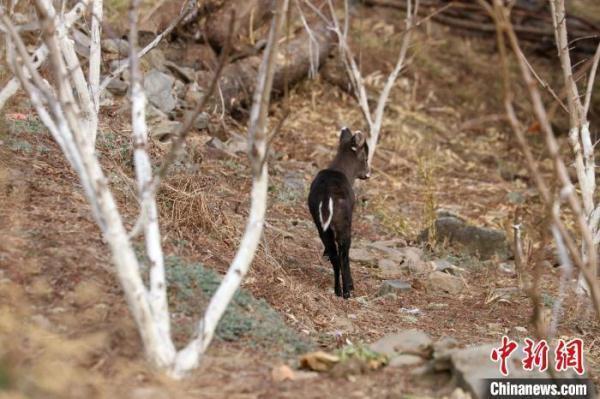 四川雅安大熊猫下山进村溜达,究竟是怎么一回事?