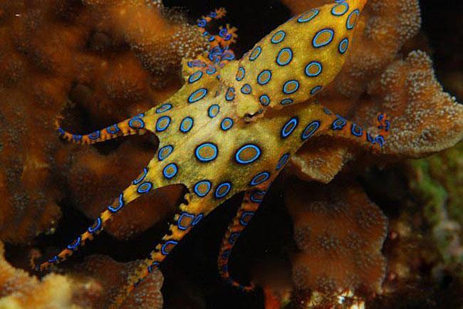 蓝环章鱼毒性是眼镜蛇的50倍,究竟是怎么一回事?