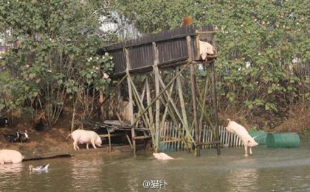 湖南村民每天逼猪锻炼跳水 这类猪市价高于普通猪肉三倍【图】