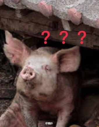 湖南村民每天逼猪锻炼跳水 这类猪市价高于普通猪肉三倍【图】