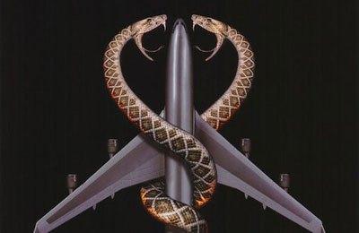 美国一航班上出现蛇引乘客恐慌,究竟是怎么一回事?
