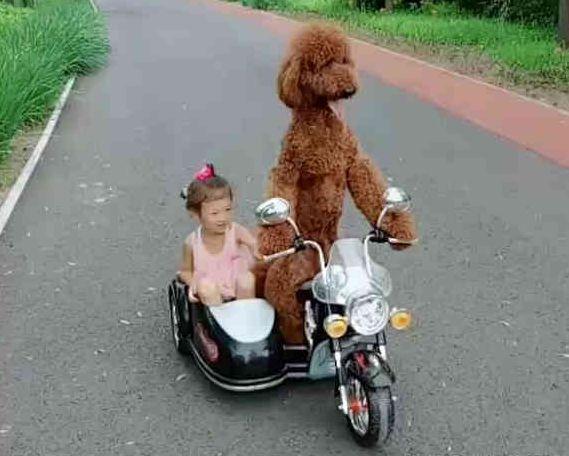 狗狗骑玩具车载小主人兜风,究竟是怎么一回事?