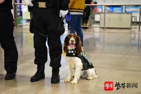 南京地铁超小号警犬国庆上岗,南京地铁 警犬