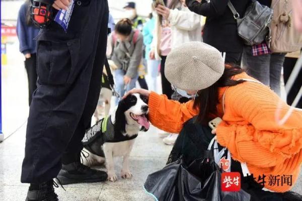 南京地铁超小号警犬国庆上岗,南京地铁 警犬