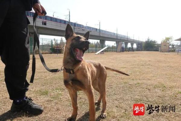 南京地铁超小号警犬国庆上岗,南京地铁 警犬