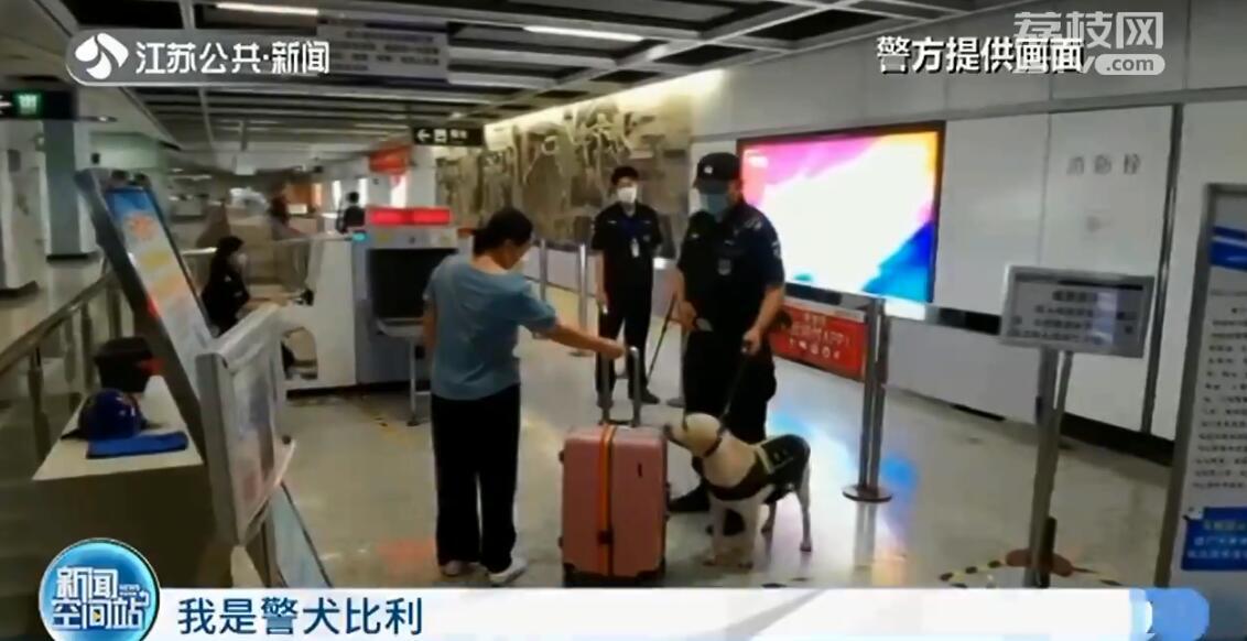 南京地铁超小号警犬国庆上岗,南京地铁 警犬