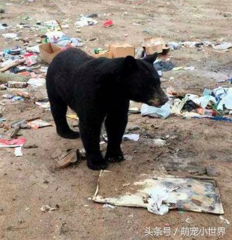 动物园黑熊躺平翘二郎腿,翘着二郎腿的熊猫