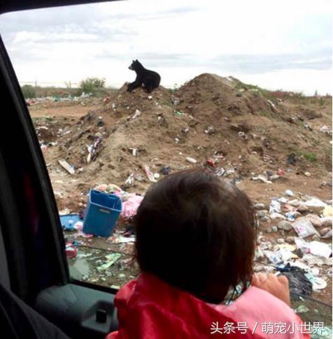 动物园黑熊躺平翘二郎腿,翘着二郎腿的熊猫