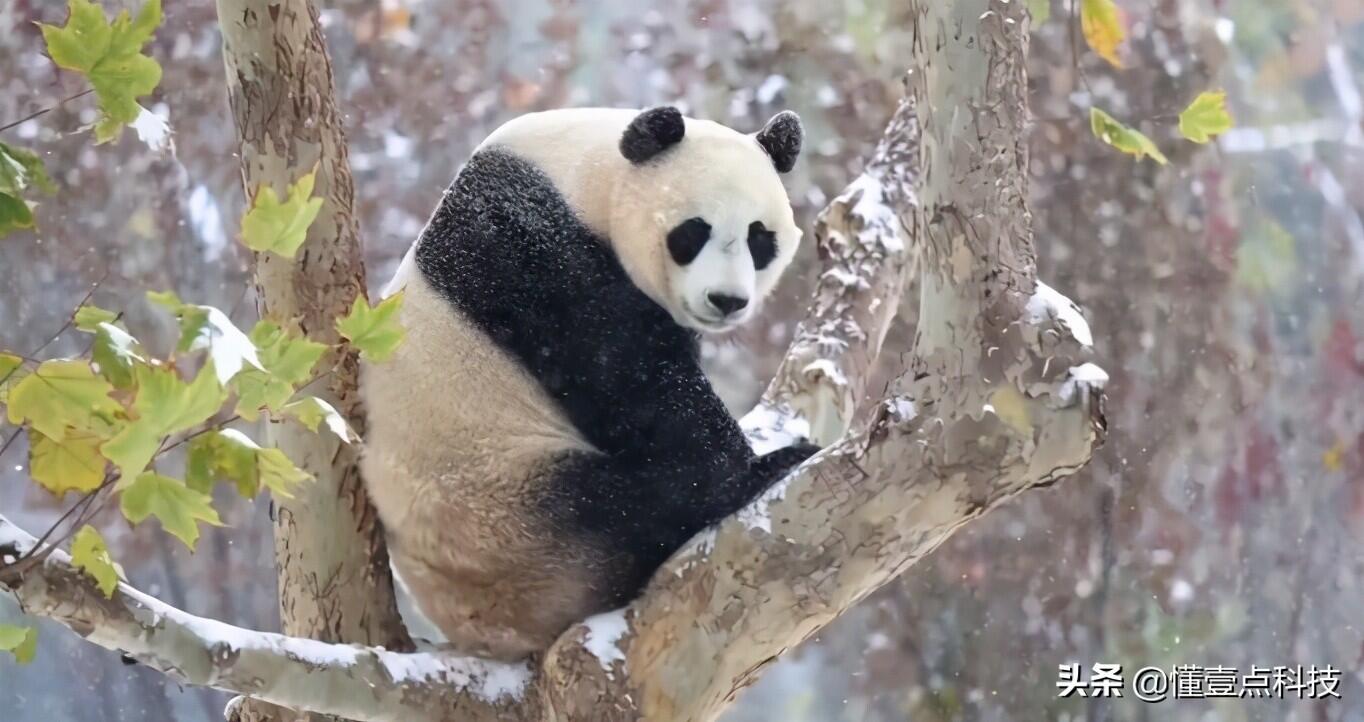 这只大熊猫为啥这么白是怎么回事，关于为什么大熊猫白色的新消息。