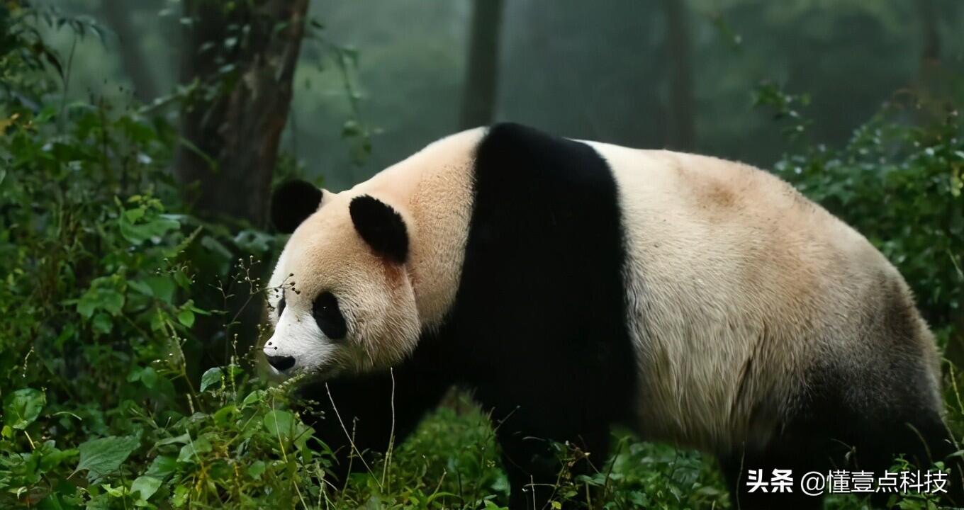 这只大熊猫为啥这么白是怎么回事，关于为什么大熊猫白色的新消息。