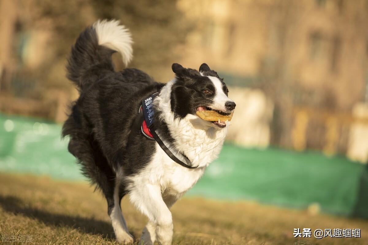 疯狗扑倒幼童 家养犬冲上保护是怎么回事，关于狗扑倒小孩的新消息。