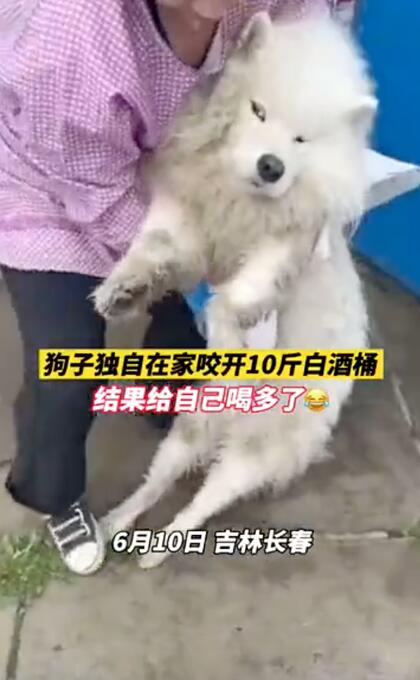 狗狗打翻白酒偷尝后醉倒不起,狗狗在家咬破白酒桶把自己灌醉