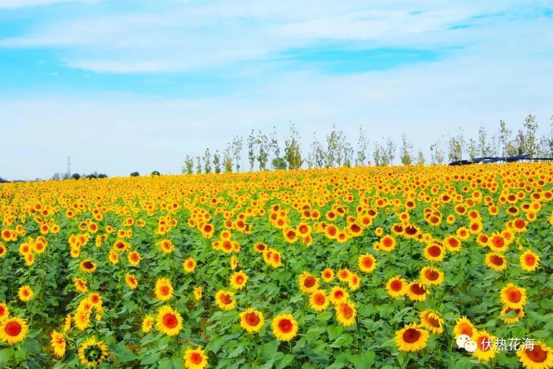 ##江苏芦花绽放如云似雪随风摇曳