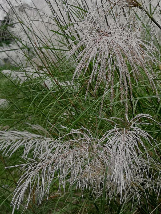 ##江苏芦花绽放如云似雪随风摇曳