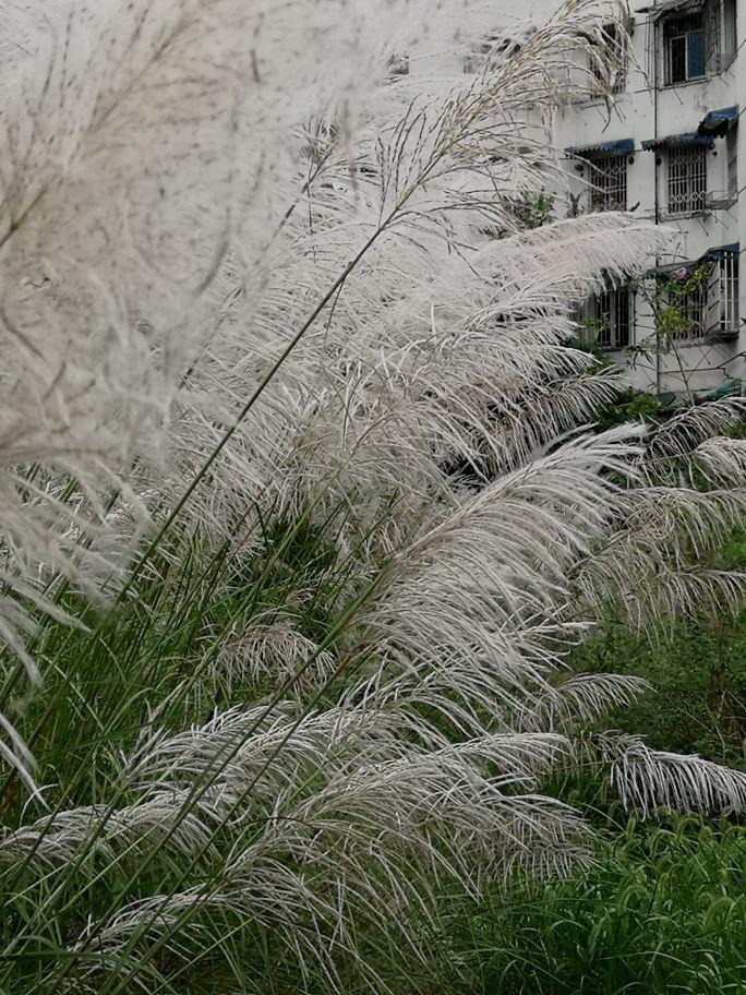 ##江苏芦花绽放如云似雪随风摇曳