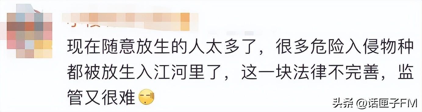 直击黄浦江边捕捉鳄鱼