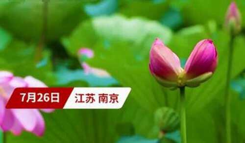 南京玄武湖连续出现2株并蒂莲