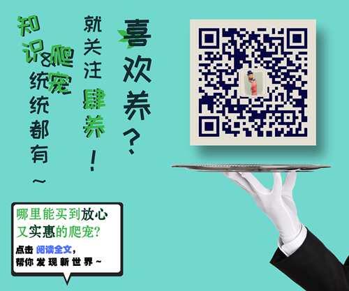 松果尾守宫 成体厘米 真指尖爬宠 它还有绰号叫 公主豹猫守宫