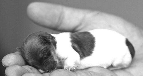世界上最小狗的犬种图片