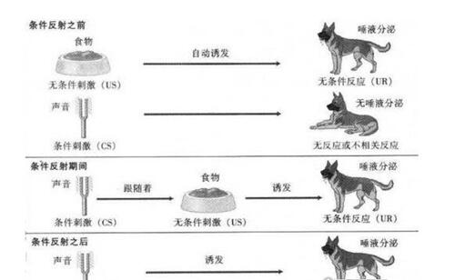 巴甫洛夫的狗