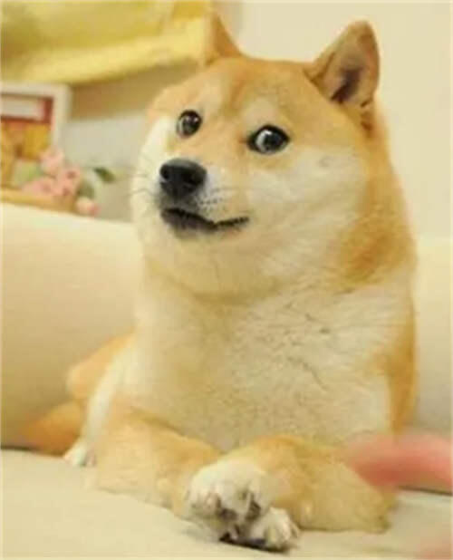 活在你表情包里的神烦狗Doge doge什么意思