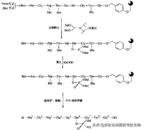 磷酸化合成多肽的修饰技术 多肽修饰