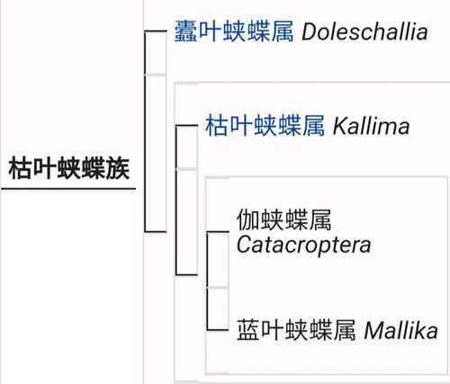 枯叶蛱蝶翠衫彩衣谁人知