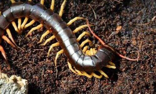 世界上最长的蜈蚣