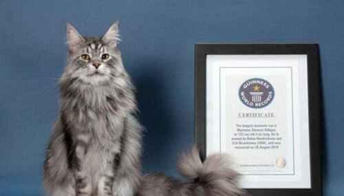 世界上最大的猫排行榜