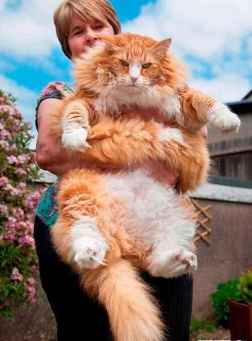 世界上最大的猫排行榜