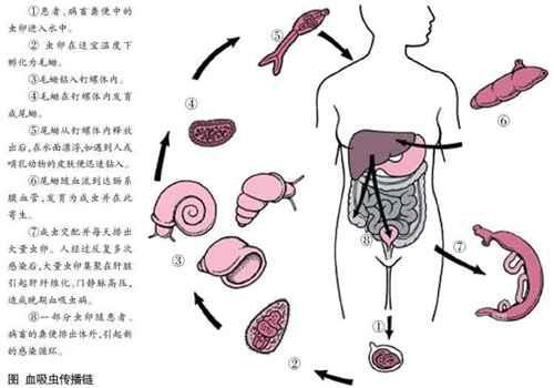 日本血吸虫尾蚴图片