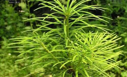 中国十大珍稀植物植物界的“活化石”