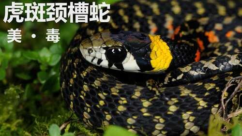 虎斑颈槽蛇的美与毒 国蛇惊艳之美系列