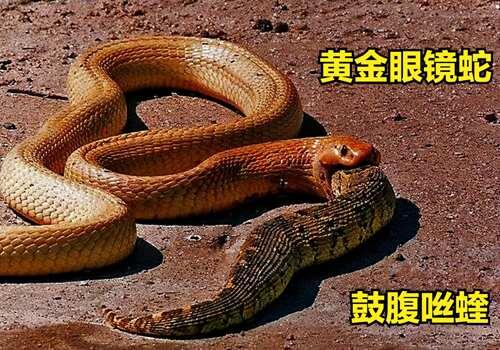 用蛇毒毒毒蛇 毒蛇会被蛇毒毒死吗