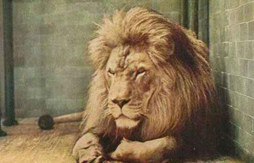 世界上最大的巴巴里狮子