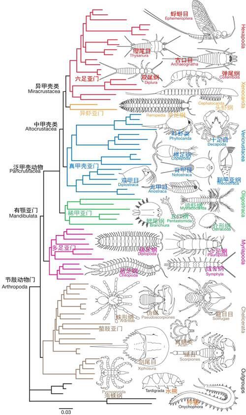 世界淡水蟹的科级简介上御三家