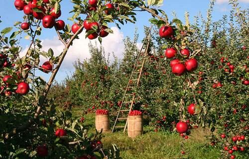 女孩英文名叫Apple 是因为爱吃苹果派吗 各式苹果派大汇总