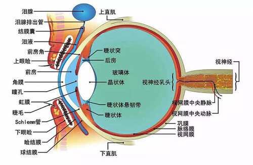 眼睛的结构是什么