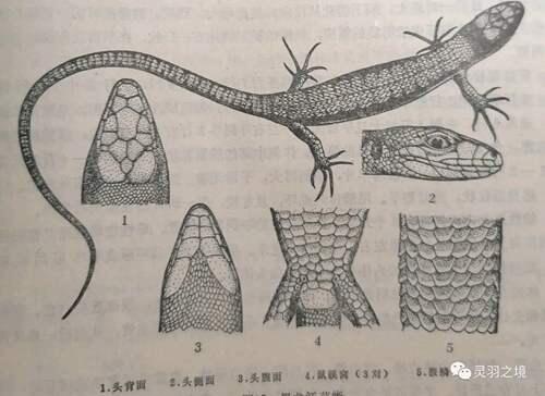 关于东北两种草蜥的鉴别