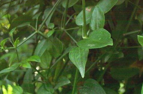 茜草的功效与作用 中药茜草的药用价值