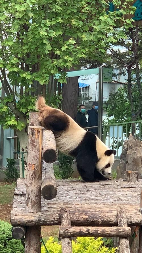 为什么要保护大熊猫