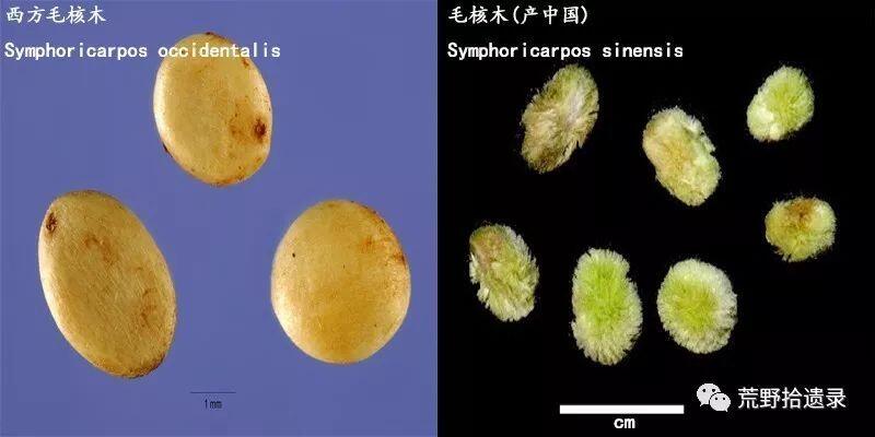 观赏植物 毛核木属 雪果